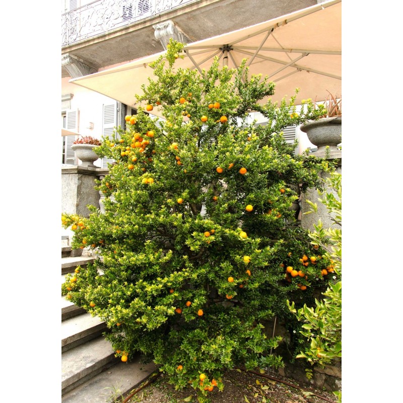 Price: €6 - Κιτρέα η μυρτόφυλλος σπόρος (Citrus myrtifolia) - 