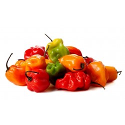 Sementes de Habanero Laranja - Vermelho