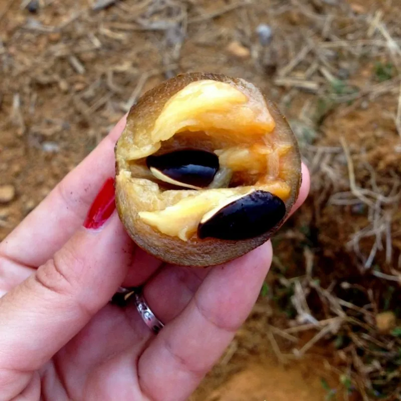 Semi di Manilkara zapota