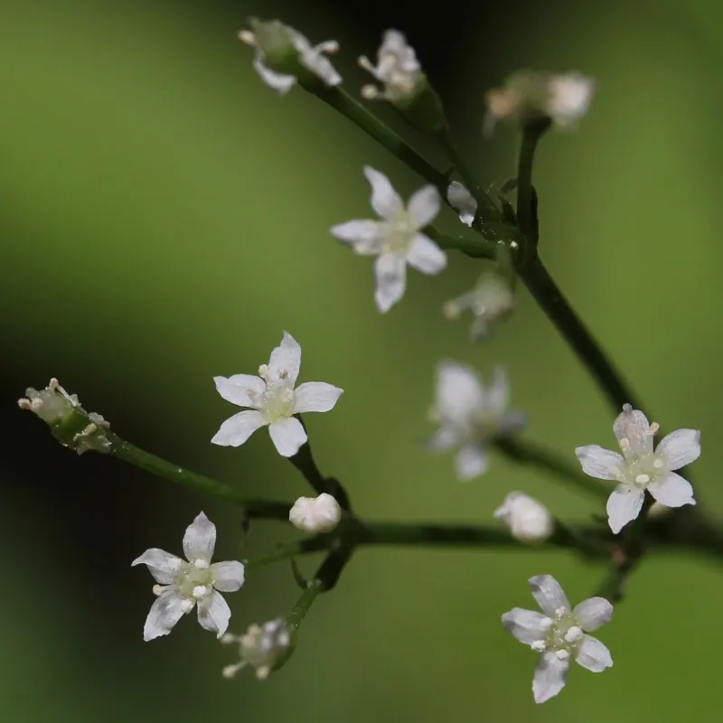 Sementes de Mitsuba, Salsa Japonesa (Cryptotaenia japonica)