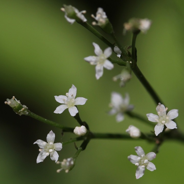 Nasiona pietruszki japońskiej Mitsuba (Cryptotaenia Japonica) - 1.755