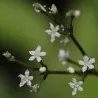 Σπόρους Ιαπωνικό Μαϊντανό (Cryptotaenia japonica)