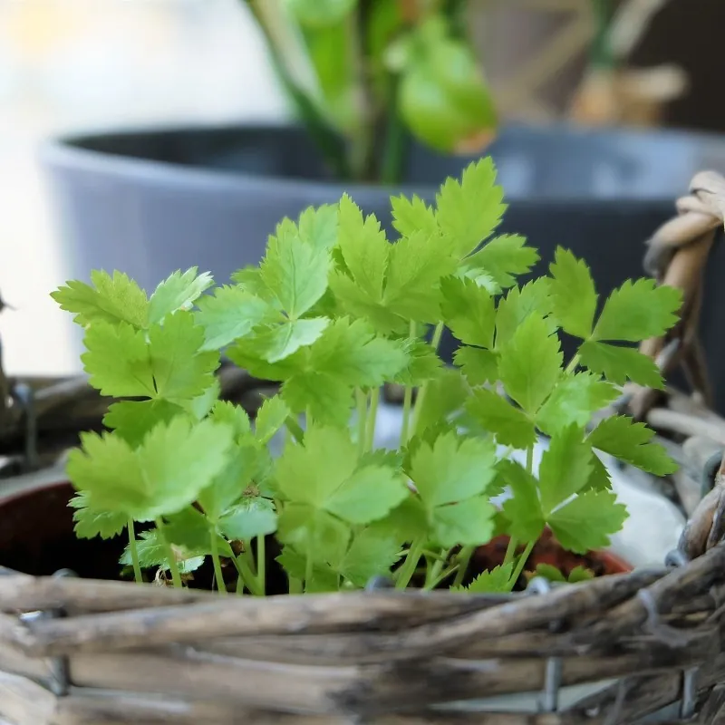 Sementes de Mitsuba, Salsa Japonesa (Cryptotaenia japonica)