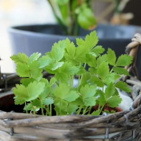 Semi di Prezzemolo Giapponese Mitsuba (Cryptotaenia japonica)