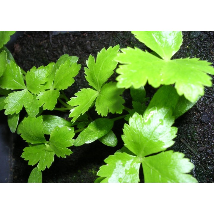 Nasiona pietruszki japońskiej Mitsuba (Cryptotaenia Japonica) - 1.755