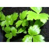 Price: €1.95 - Graines de Persil Japonais (Cryptotaenia japonica) - 