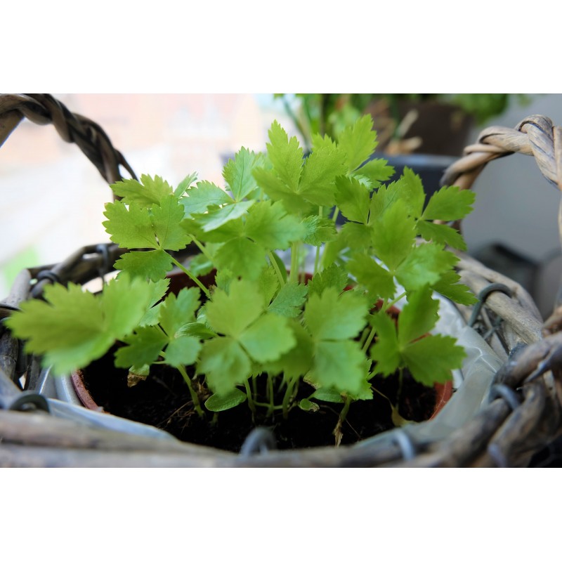 Sementes de Mitsuba, Salsa Japonesa (Cryptotaenia japonica)