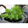 Price: €1.95 - Graines de Persil Japonais (Cryptotaenia japonica) - 