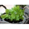 Mitsuba Japanese Parsley Seeds (Cryptotaenia Japonica)