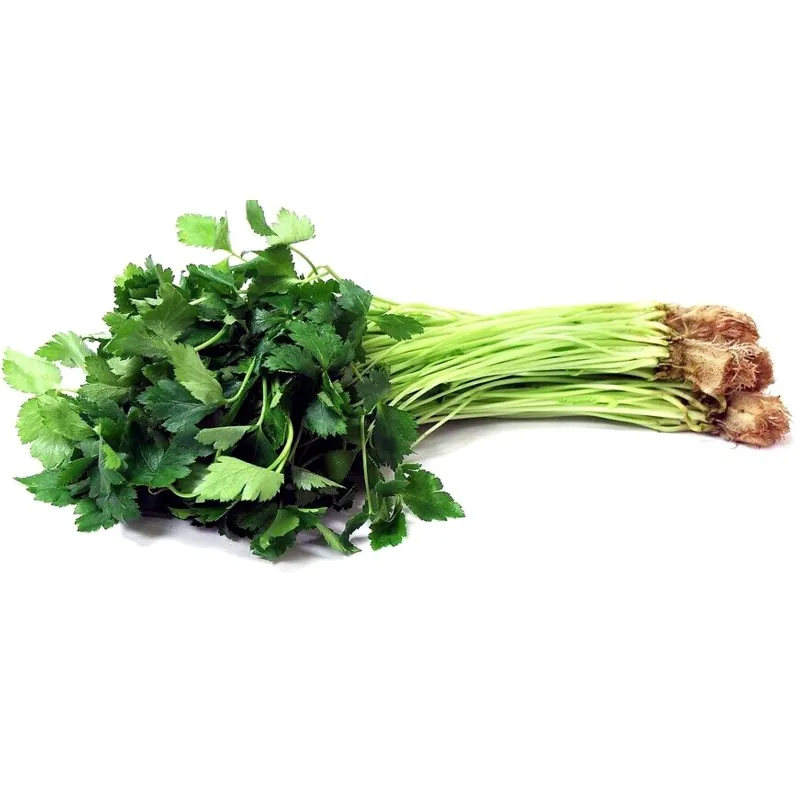Sementes de Mitsuba, Salsa Japonesa (Cryptotaenia japonica)