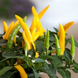 Elephant Trunks Yellow Chili Seeds - 293.223938