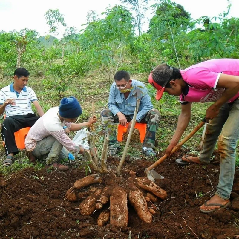 Nasiona Maniok jadalny (Manihot esculenta)