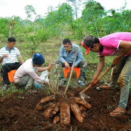 Nasiona Maniok jadalny (Manihot esculenta)