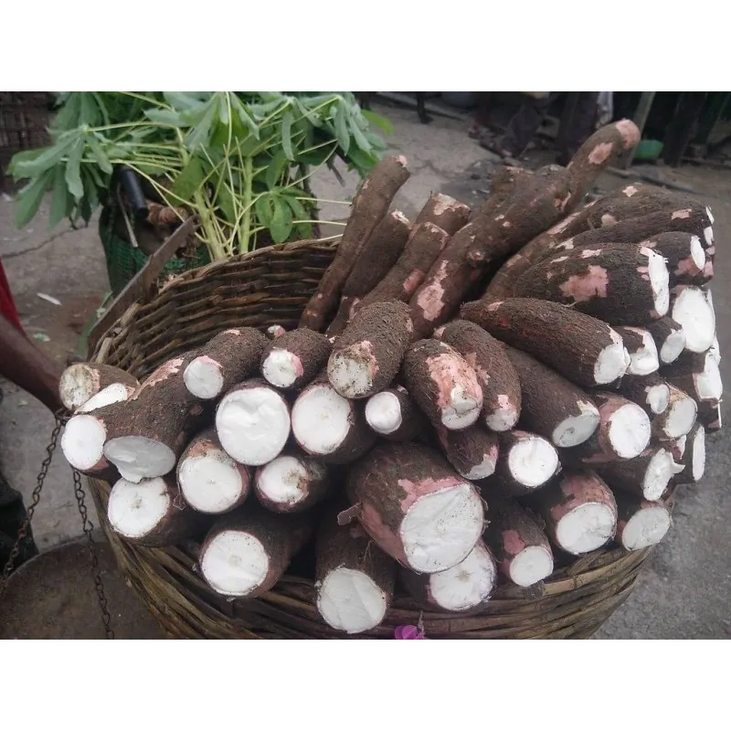 Nasiona Maniok jadalny (Manihot esculenta)