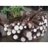 Nasiona Maniok jadalny (Manihot esculenta)