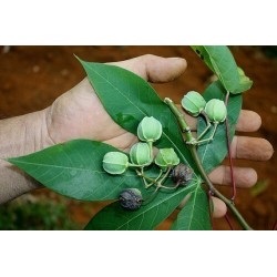 Tapioka Seme (Manihot esculenta) 3 - 5