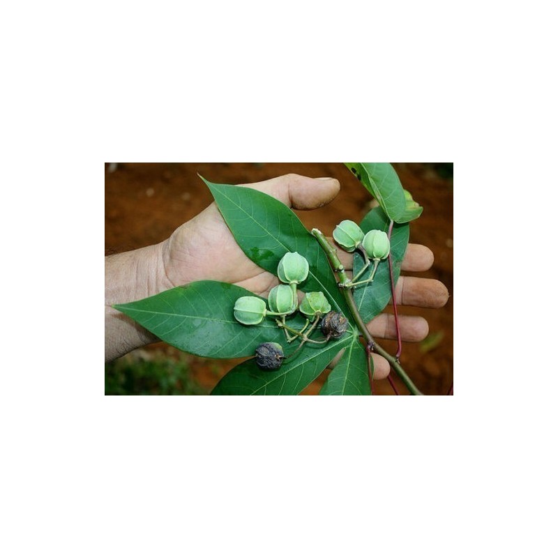 Price: €4.95 - Nasiona Maniok jadalny (Manihot esculenta) - 