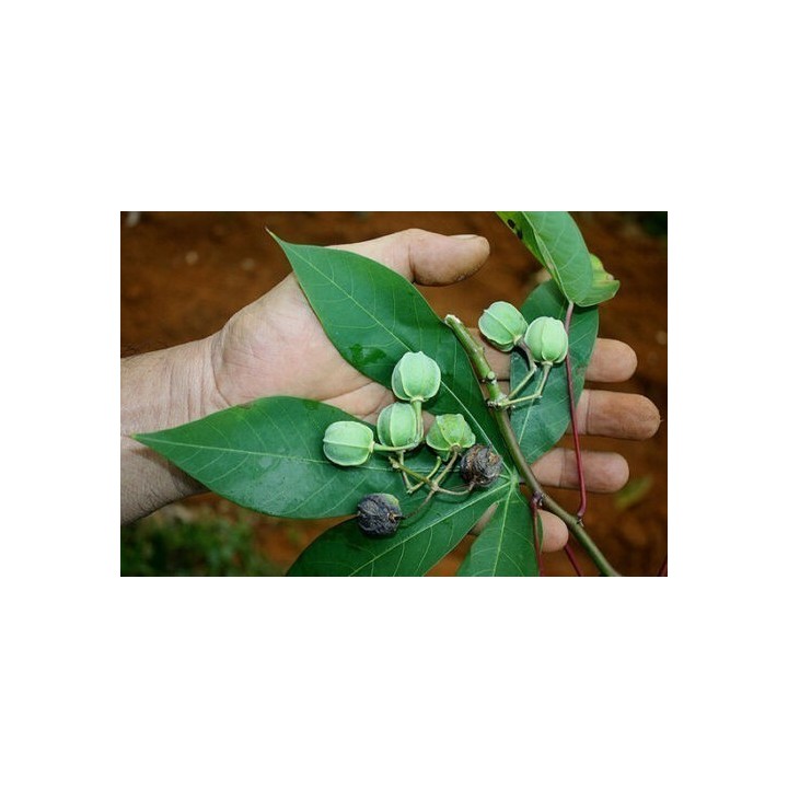 Nasiona Maniok jadalny (Manihot esculenta) - 6.3