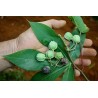 Price: €4.95 - Nasiona Maniok jadalny (Manihot esculenta) - 