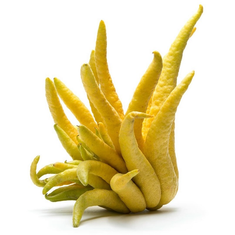 Fingercitron Frön (Citrus medica var. sarcodactylis) | 2,50 €