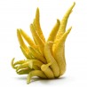 Fingercitron Frön (Citrus medica var. sarcodactylis) | 2,50 €