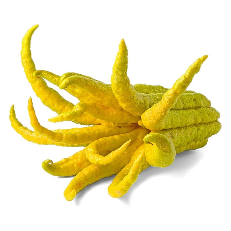 Semillas de Mano de Buda (Citrus medica var. sarcodactylis)