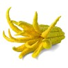 Semillas de Mano de Buda (Citrus medica var. sarcodactylis)