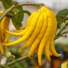 Fingercitron Frön (Citrus medica var. sarcodactylis) | 2,50 €