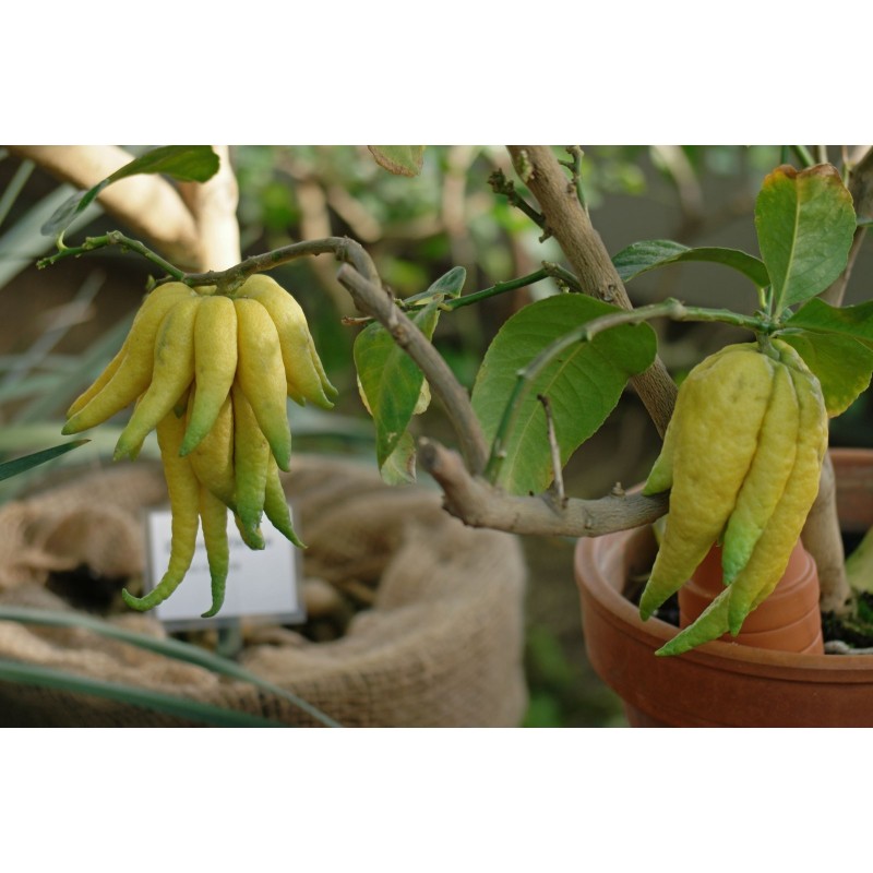 Semi di Mano di Buddha (Citrus medica var. sarcodactylis)