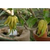 Semillas de Mano de Buda (Citrus medica var. sarcodactylis)