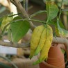 Fingercitron Frön (Citrus medica var. sarcodactylis) | 2,50 €