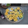 Graines de Main De Bouddha | 2,50 €