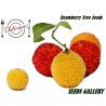Price: €1.65 - Strawberry Tree Seeds (Arbutus Unedo) - 
