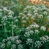 Semi di L'anice comune (Pimpinella anisum)
