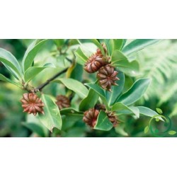 Zvezdasti anis seme (llicium verum) 3.5 - 2