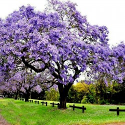 Price: €9 - 500 Semi di Paulownia Tomentosa - 
