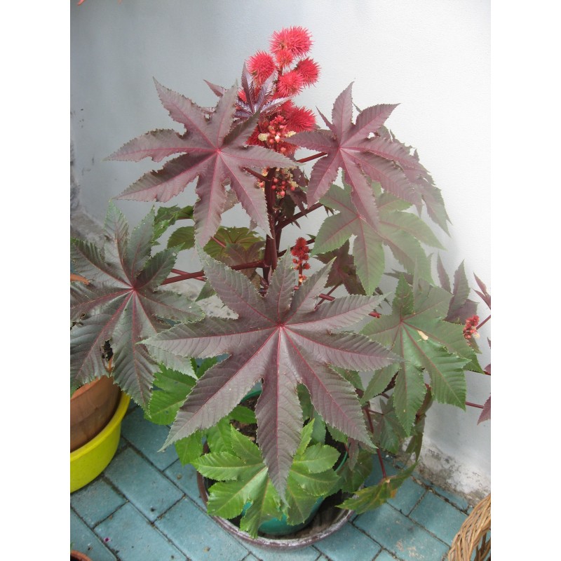 Price: €1.85 - Palma Christi - Ricinus Communis Samen - Seeds Gallery
