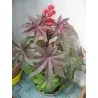 Seme ricinusa (Ricinus communis)