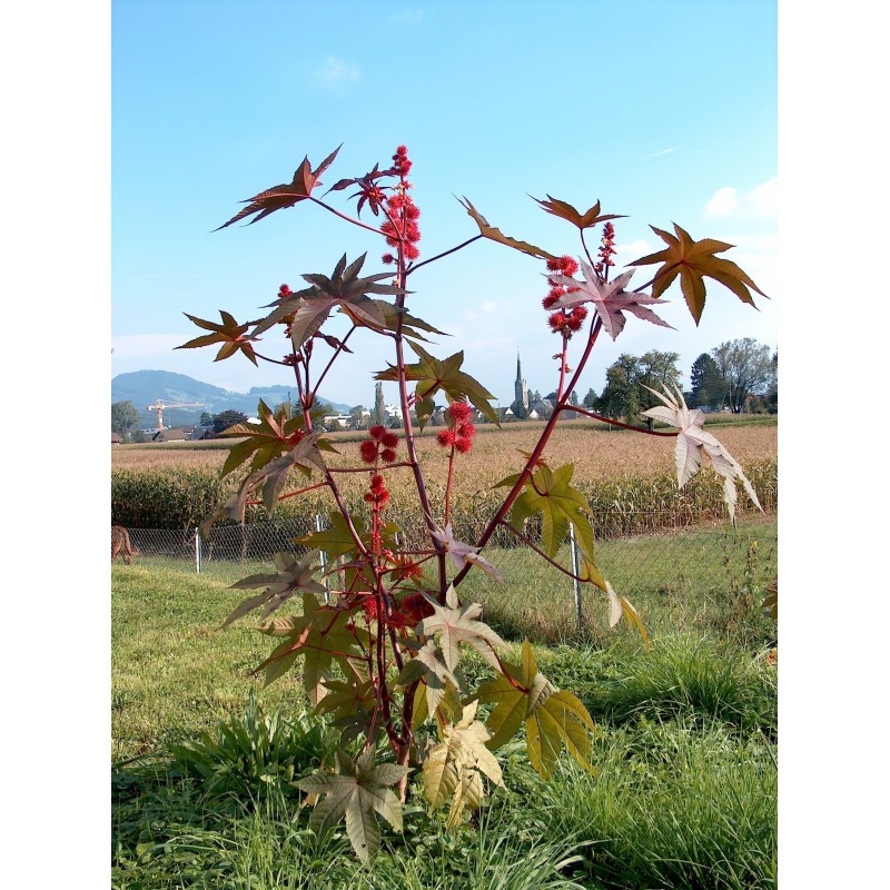 Price: €1.85 - Palma Christi - Ricinus Communis Samen - Seeds Gallery