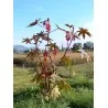 Sementes de Mamona, Mamoneira, Rícino