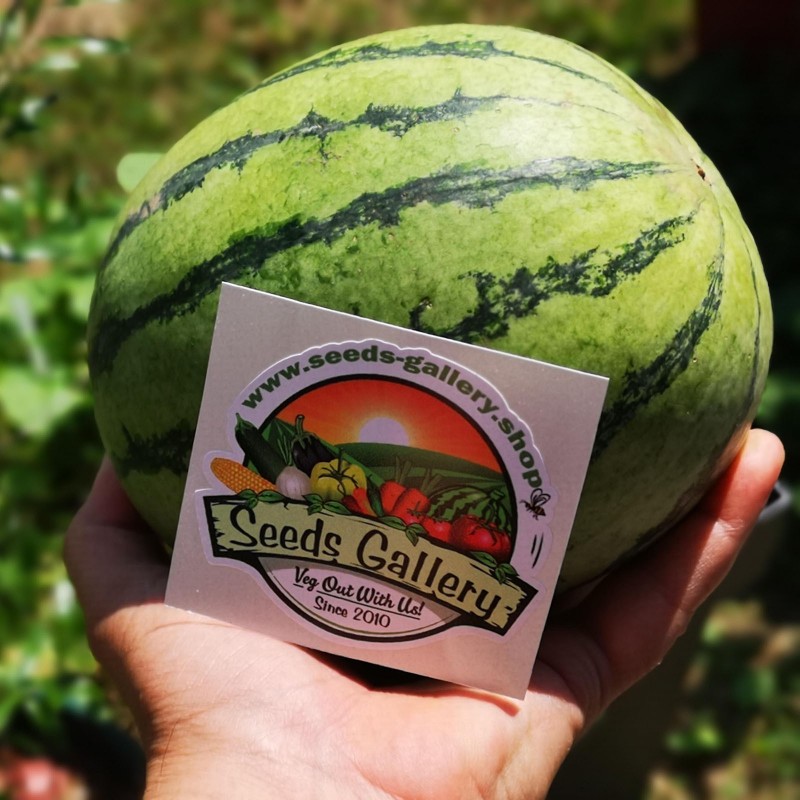 Price: €2.25 - Mini Wassermelone Sugar Baby Samen - Seeds Gallery