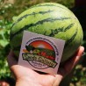 Price: €2.25 - Semillas de sandía mini Sugar Baby - Seeds Gallery