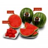 Price: €2.25 - Semillas de sandía mini Sugar Baby - Seeds Gallery