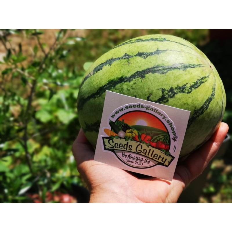 Price: €2.25 - Mini Wassermelone Sugar Baby Samen - Seeds Gallery