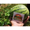 Price: €2.25 - Semillas de sandía mini Sugar Baby - Seeds Gallery