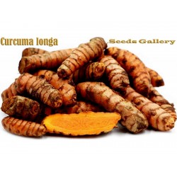 Cúrcuma Rizomas especia (Curcuma longa) 3.95 - 6