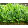 Price: €3.95 - Turmeric Live Rhizomes - spice (Curcuma longa) - 