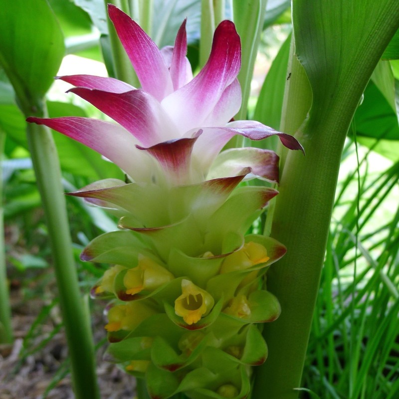 Kurkuma oder Kurkume Rhizome Gewürz (Curcuma longa)