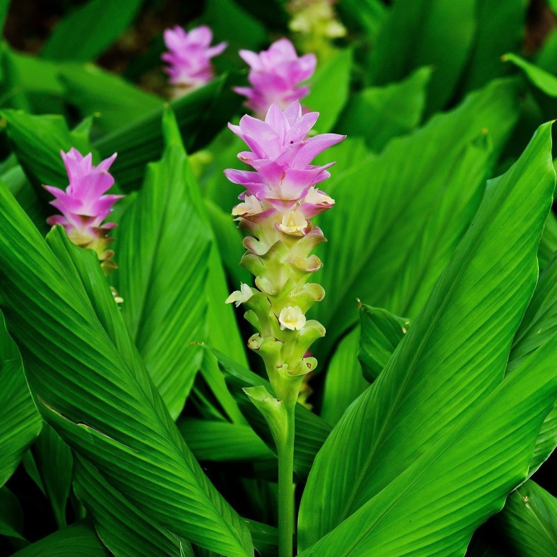 Kurkuma oder Kurkume Rhizome Gewürz (Curcuma longa)