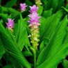 Price: €3.95 - Cúrcuma Rizomas especia (Curcuma longa) - 